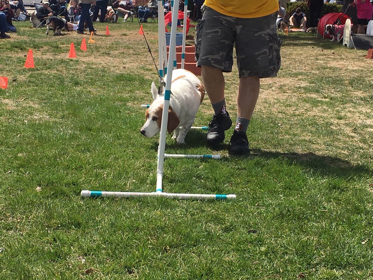 basset 8